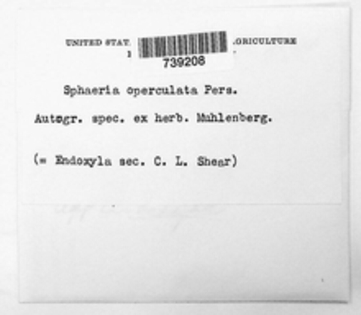 Boliniaceae image